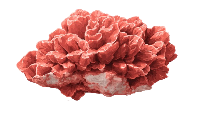 Coral crystal - Life Force & Nurturing